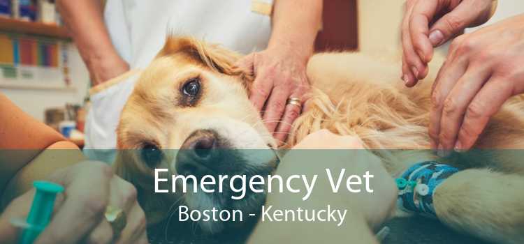 Emergency Vet Boston - Kentucky