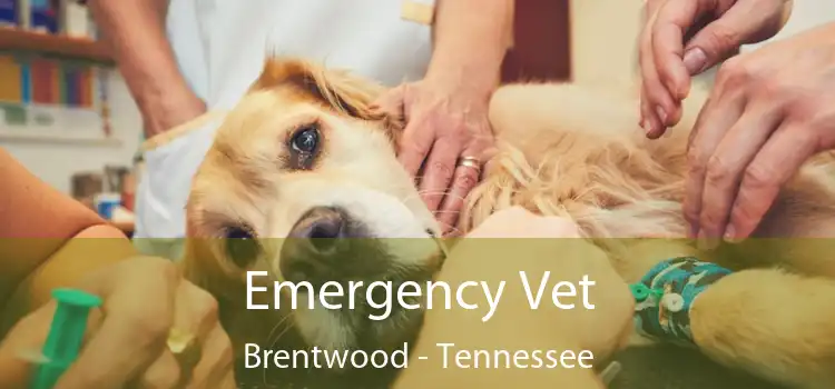 Emergency Vet Brentwood - Tennessee