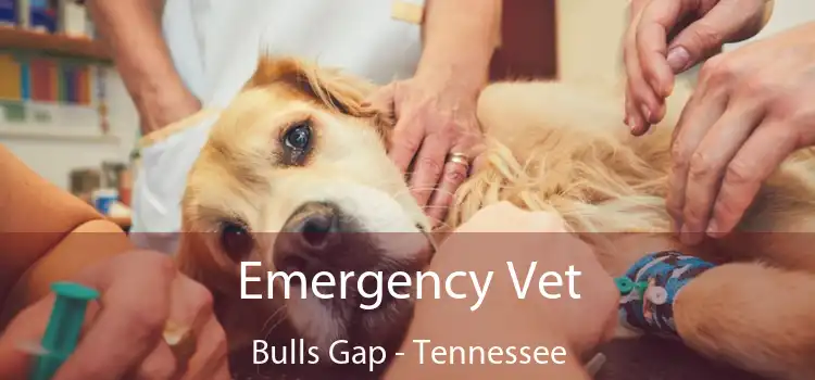 Emergency Vet Bulls Gap - Tennessee