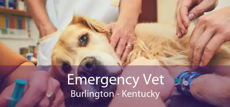 Emergency Vet Burlington - Kentucky