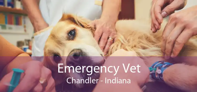 Emergency Vet Chandler - Indiana