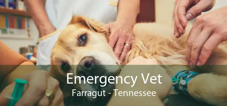 Emergency Vet Farragut - Tennessee