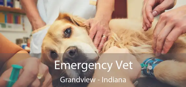 Emergency Vet Grandview - Indiana