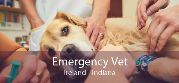Emergency Vet Ireland - Indiana