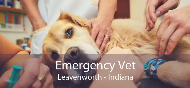 Emergency Vet Leavenworth - Indiana