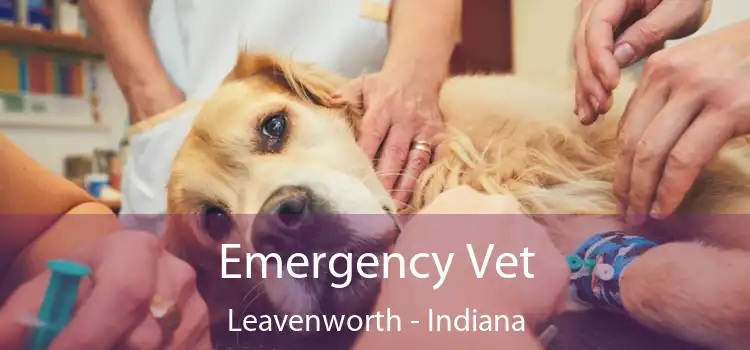 Emergency Vet Leavenworth - Indiana