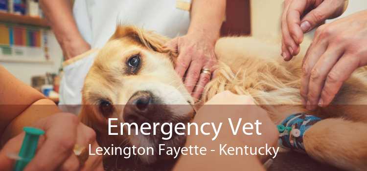 Emergency Vet Lexington Fayette - Kentucky
