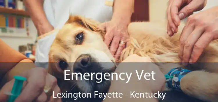 Emergency Vet Lexington Fayette - Kentucky