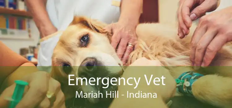 Emergency Vet Mariah Hill - Indiana