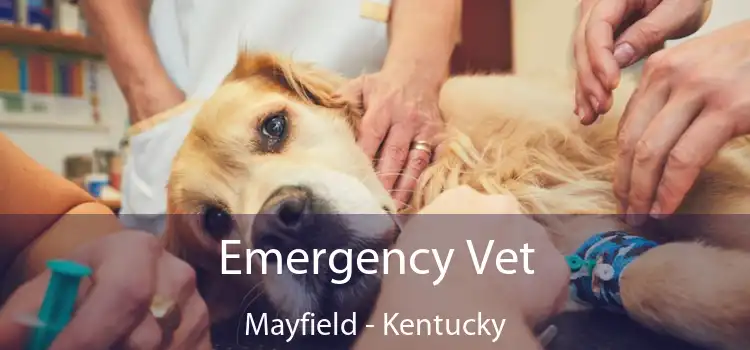 Emergency Vet Mayfield - Kentucky