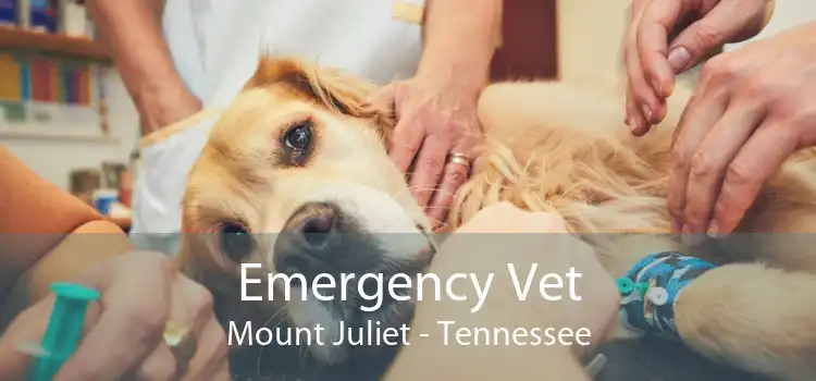 Emergency Vet Mount Juliet - Tennessee