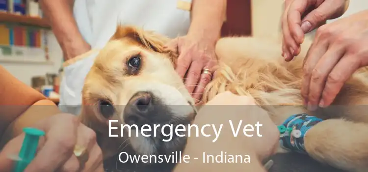 Emergency Vet Owensville - Indiana