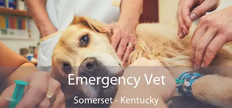 Emergency Vet Somerset - Kentucky