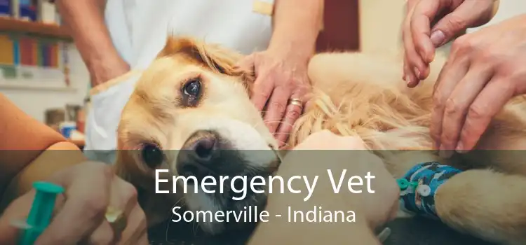 Emergency Vet Somerville - Indiana
