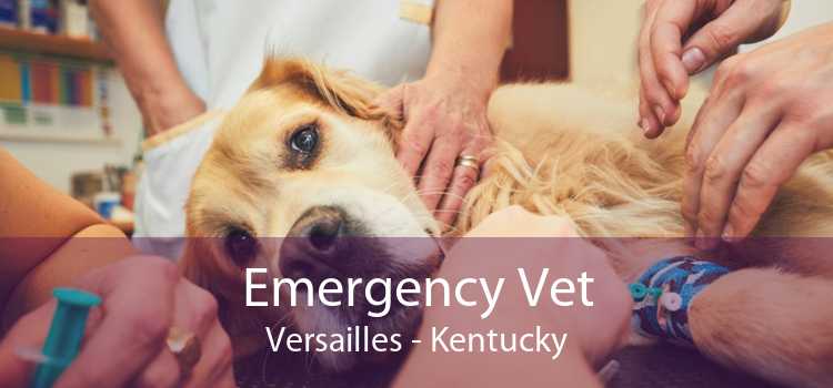 Emergency Vet Versailles - Kentucky