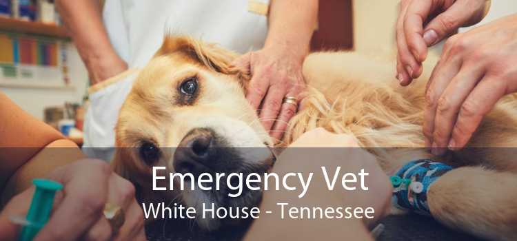 Emergency Vet White House - Tennessee
