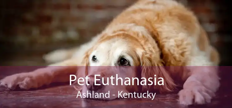 Pet Euthanasia Ashland - Kentucky