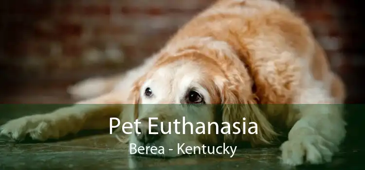 Pet Euthanasia Berea - Kentucky