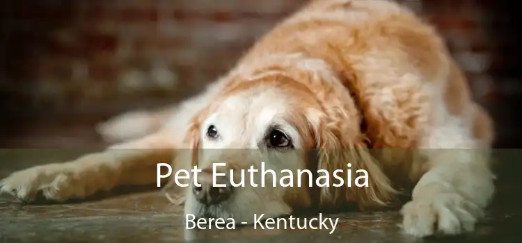 Pet Euthanasia Berea - Kentucky