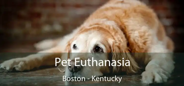 Pet Euthanasia Boston - Kentucky