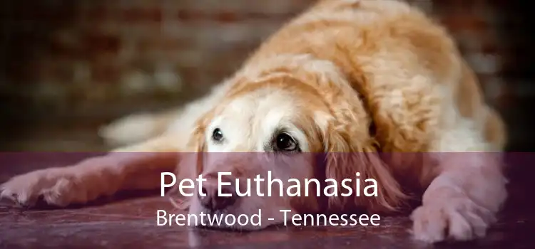 Pet Euthanasia Brentwood - Tennessee