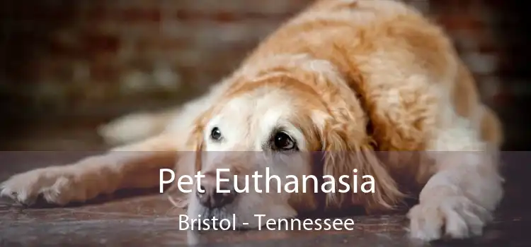 Pet Euthanasia Bristol - Tennessee