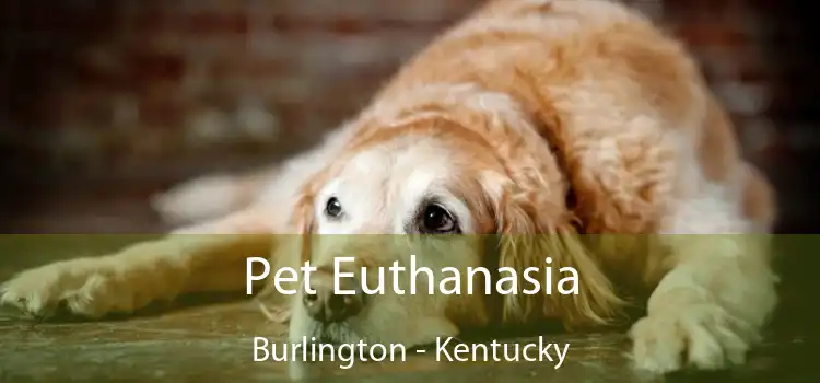 Pet Euthanasia Burlington - Kentucky