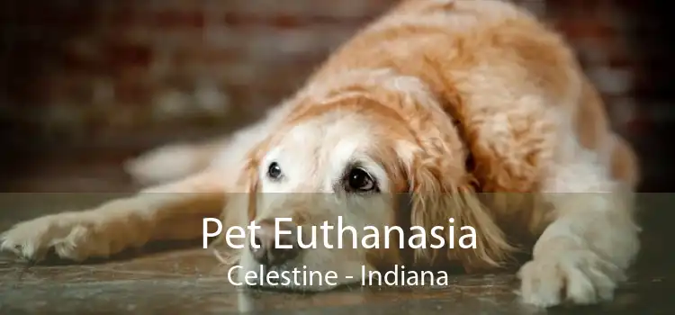 Pet Euthanasia Celestine - Indiana