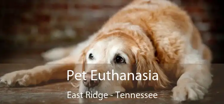 Pet Euthanasia East Ridge - Tennessee