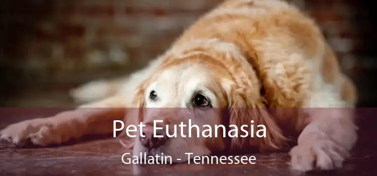 Pet Euthanasia Gallatin - Tennessee