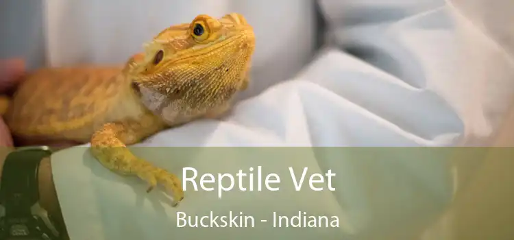 Reptile Vet Buckskin - Indiana