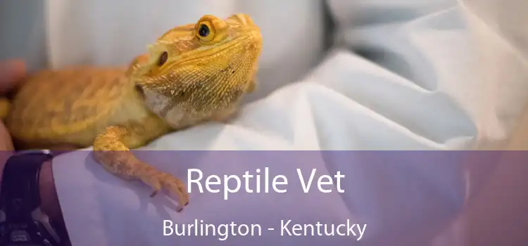 Reptile Vet Burlington - Kentucky