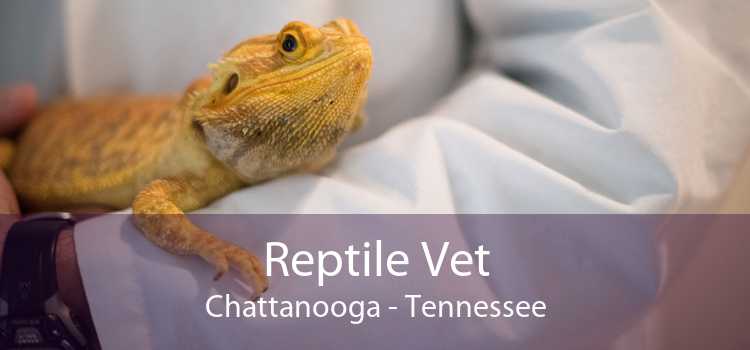 Reptile Vet Chattanooga - Tennessee