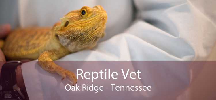 Reptile Vet Oak Ridge - Tennessee