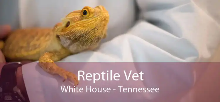 Reptile Vet White House - Tennessee