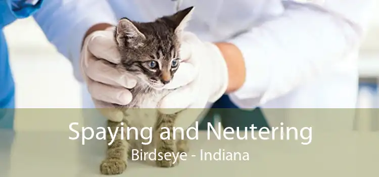 Spaying and Neutering Birdseye - Indiana