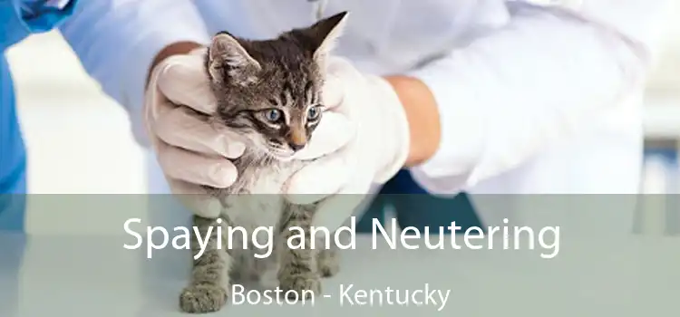 Spaying and Neutering Boston - Kentucky