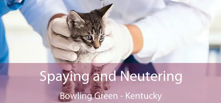 Spaying and Neutering Bowling Green - Kentucky