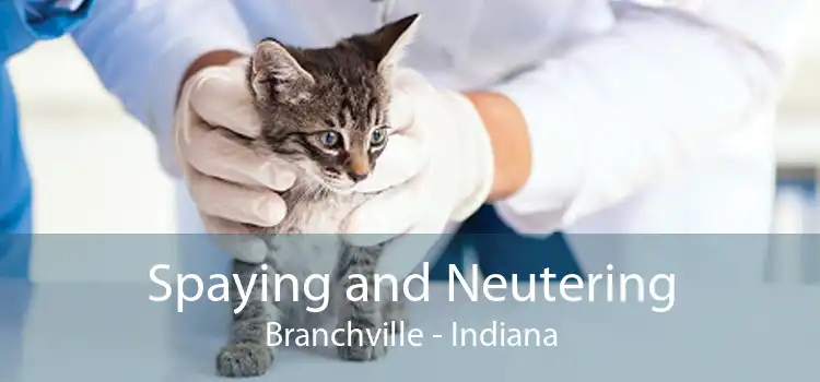 Spaying and Neutering Branchville - Indiana