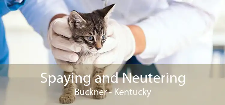 Spaying and Neutering Buckner - Kentucky