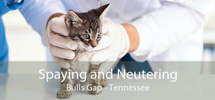 Spaying and Neutering Bulls Gap - Tennessee