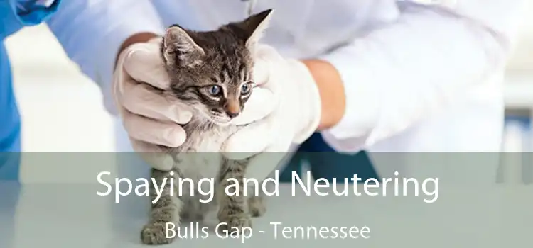 Spaying and Neutering Bulls Gap - Tennessee