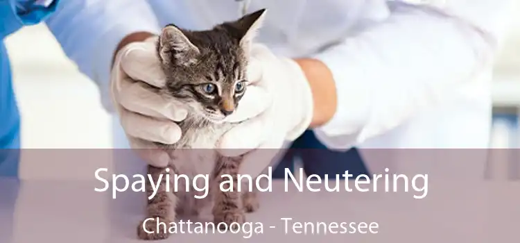 Spaying and Neutering Chattanooga - Tennessee