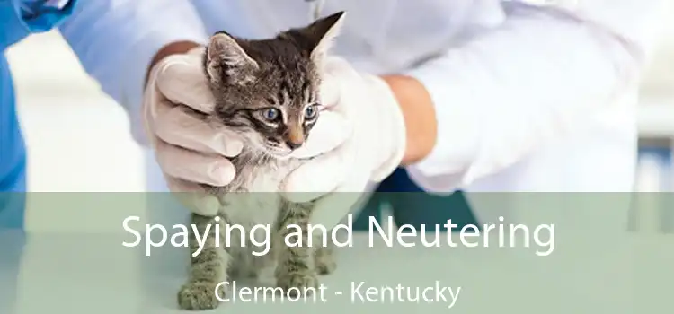 Spaying and Neutering Clermont - Kentucky