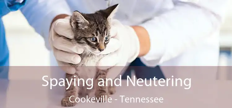 Spaying and Neutering Cookeville - Tennessee