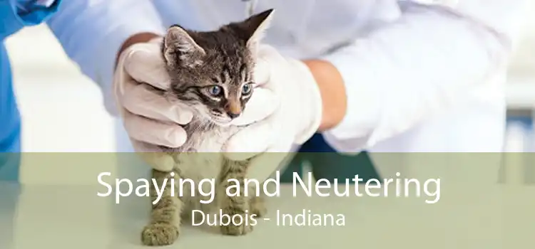 Spaying and Neutering Dubois - Indiana