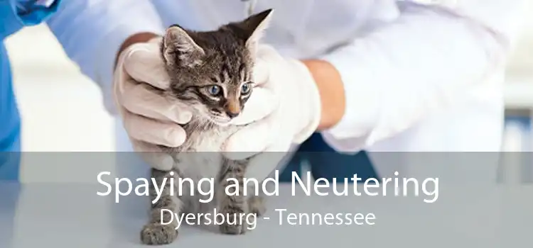 Spaying and Neutering Dyersburg - Tennessee