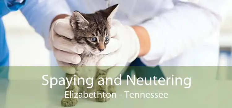 Spaying and Neutering Elizabethton - Tennessee