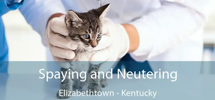 Spaying and Neutering Elizabethtown - Kentucky