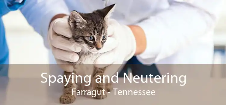 Spaying and Neutering Farragut - Tennessee